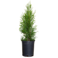 Emerald Green Arborvitae (2.5 Quart) Evergreen Thuja Shrub - Full Sun Live Outdoor Plant