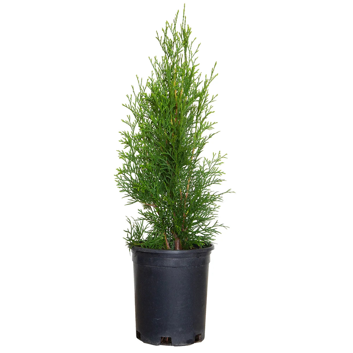 Emerald Green Arborvitae (2.5 Quart) Evergreen Thuja Shrub - Full Sun Live Outdoor Plant
