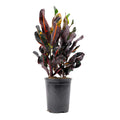 Costa Farms Live Indoor 14in. Tall Multi-color Croton Mammy, Direct Sunlight Plant in 7in. Grower Pot