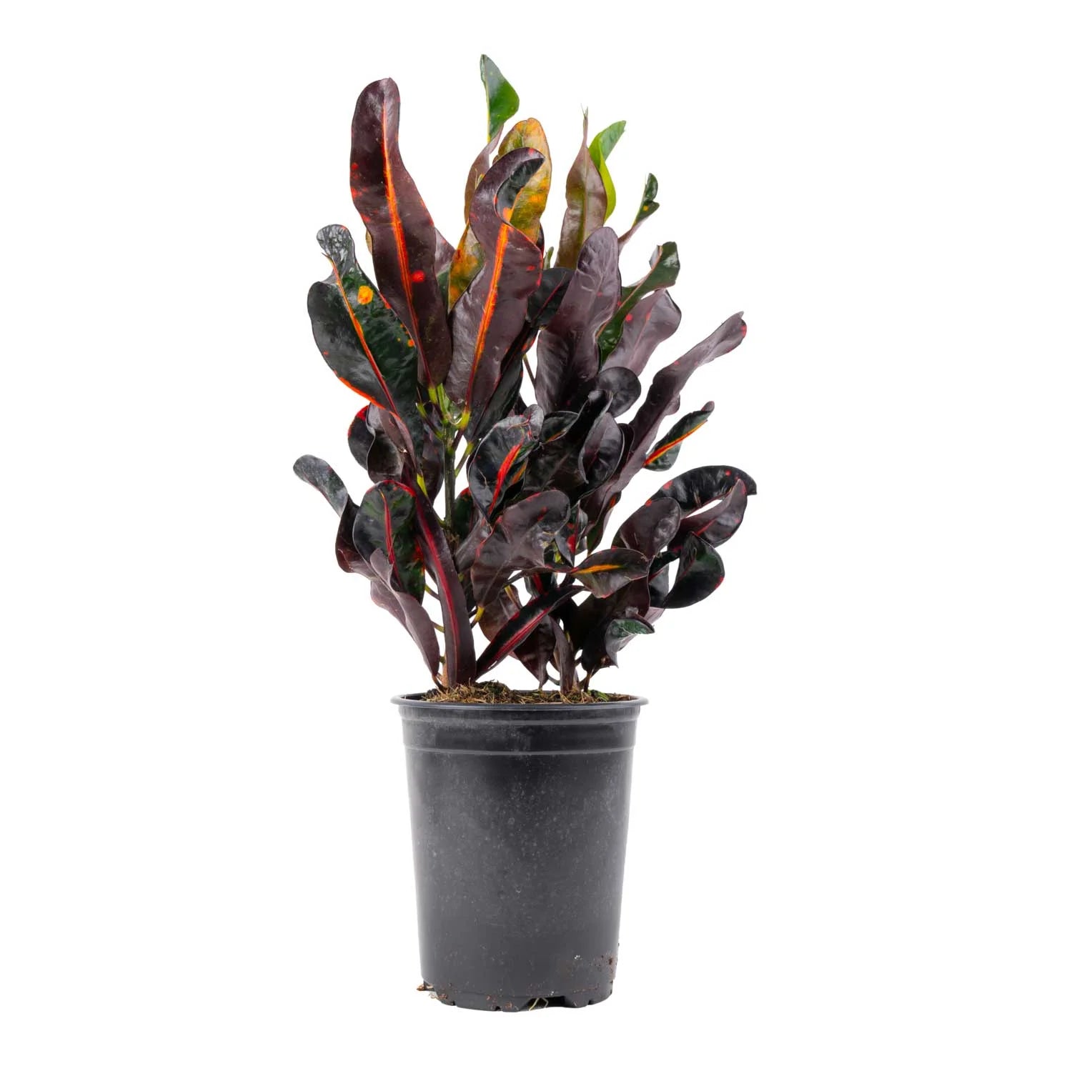 Costa Farms Live Indoor 14in. Tall Multi-color Croton Mammy, Direct Sunlight Plant in 7in. Grower Pot